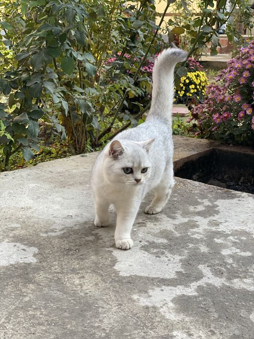 Sirebro shinshila Britan