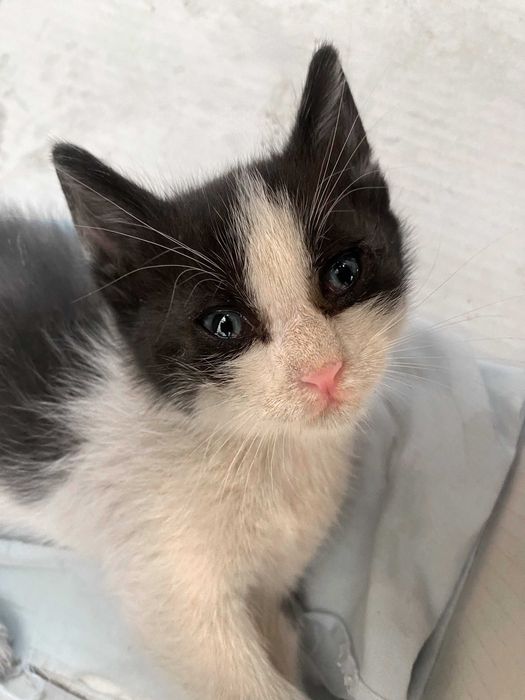 Бебе коте момиче търси дом