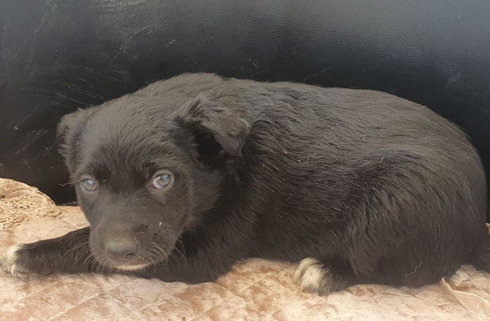 Щеняток в добрые руки отдаем