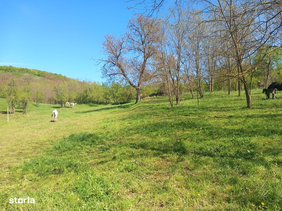 Teren spectaculos ,Porumbeni12.822 mp livadă,case și panoramă superba