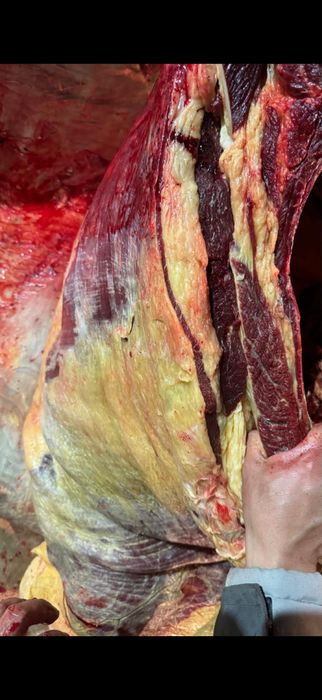 Семиз бие 3000 тг кг