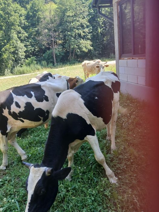 Vind 11  taurii de la 200 la  500 kg