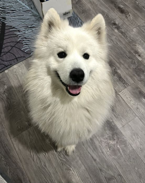 Вязка самоед кабель