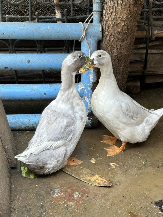 Продаю утки пара