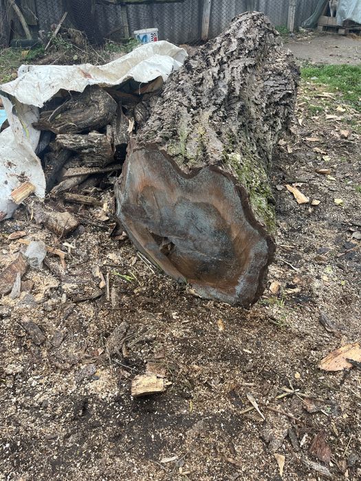 Vând bușteni de nuc. Pentru bobilier etc.