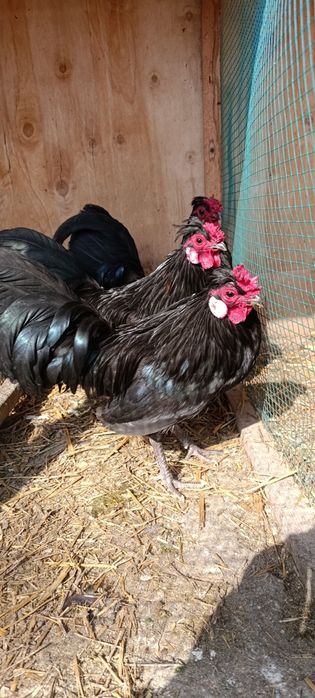 #Bentam Bentam xo'roz