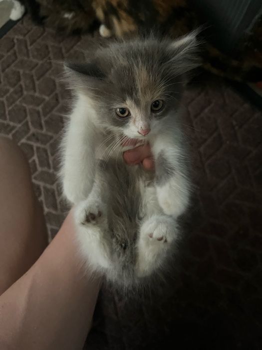 Отдам котят хорошие
