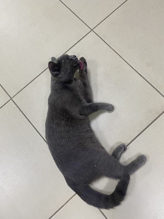 Котенок, месяцев 7-8