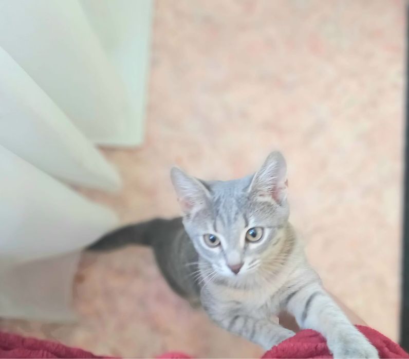Отдам котенка , девочка