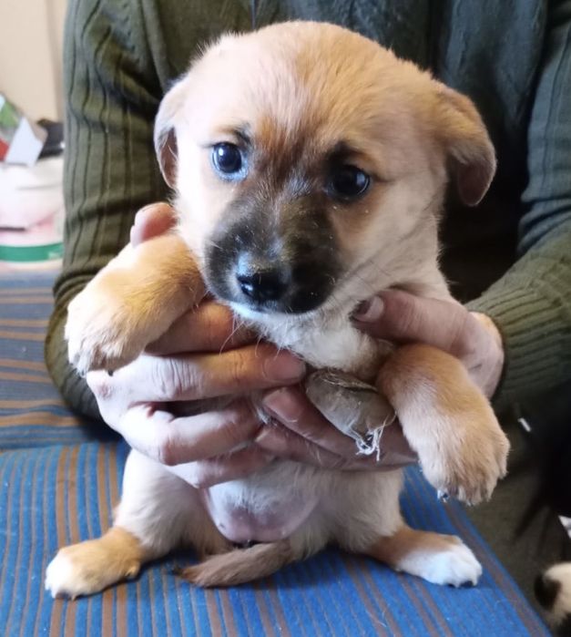 Подарявам кученце