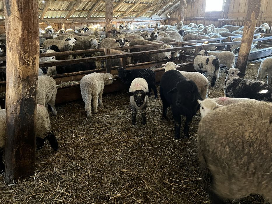 Vand 100 de oi cu miei