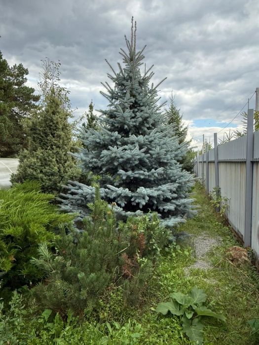 Продам экстра хвойные растения