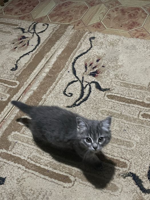 Скотиш страйт девочка