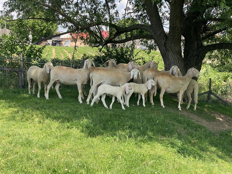 Oi bergamasca si miei