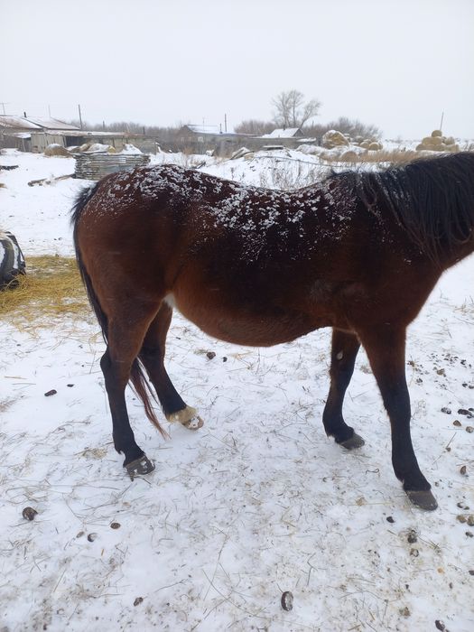 Продам кобылу жерёбая.