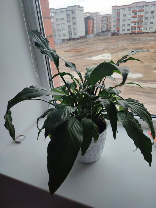 Гүл горшокпен сатылады.