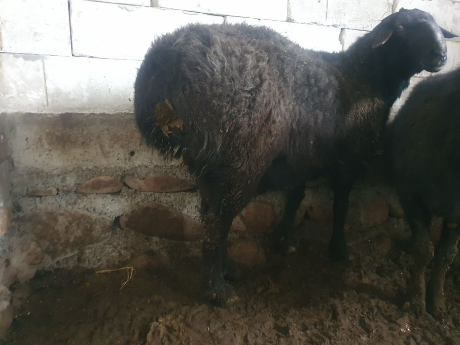 Кучкор 4 ёш соглом