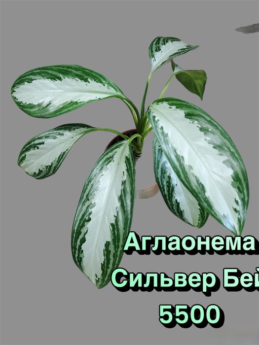 Аглаонема Сильвер Бей