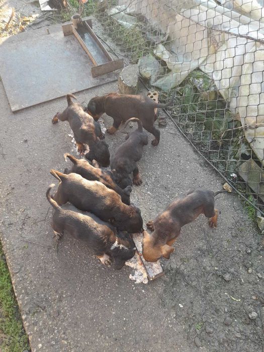 Ловно куче - българско гонче