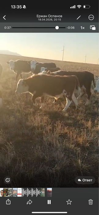 Малдар подсос сатылады бычки