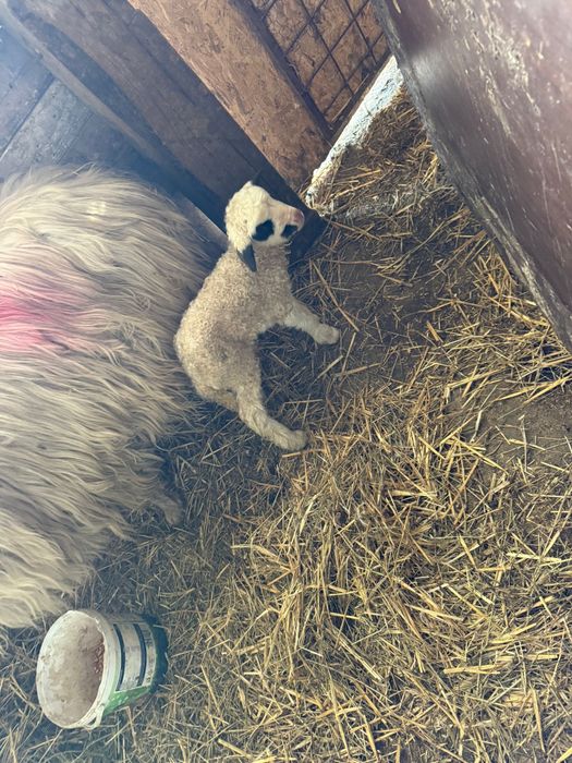 Ou cu mieluțe de vanzare!