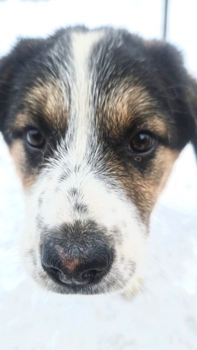 Отдадим щенка, мальчика