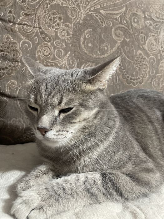 Кот мальчик имя томас возраст 5 лет