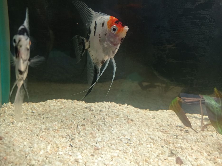 Скалярий кои пара