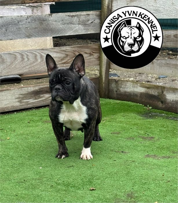 Femela buldog francez