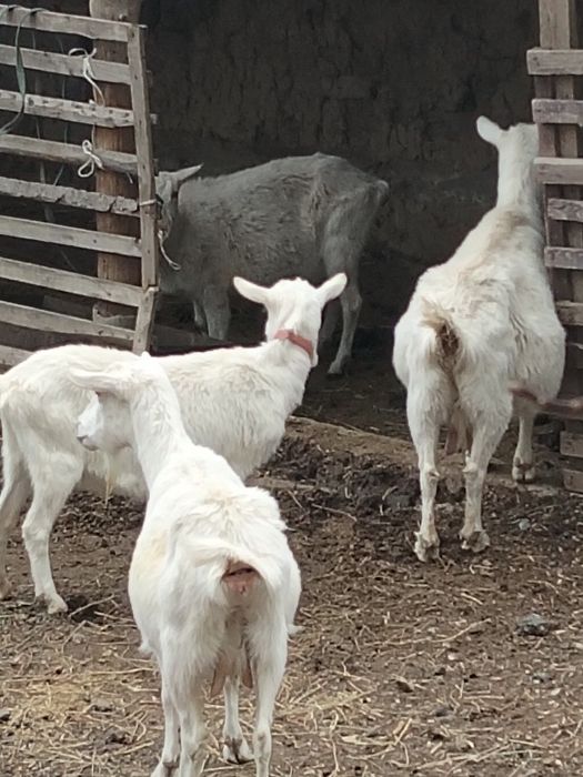 Заанен сутти ешкилер