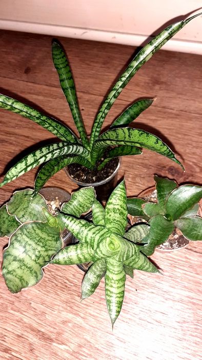 Сансевиерии Сансевьеры Суккуленты Цветы