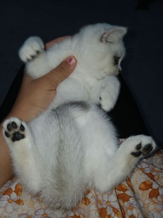 Serebristiy shinshilla qiz