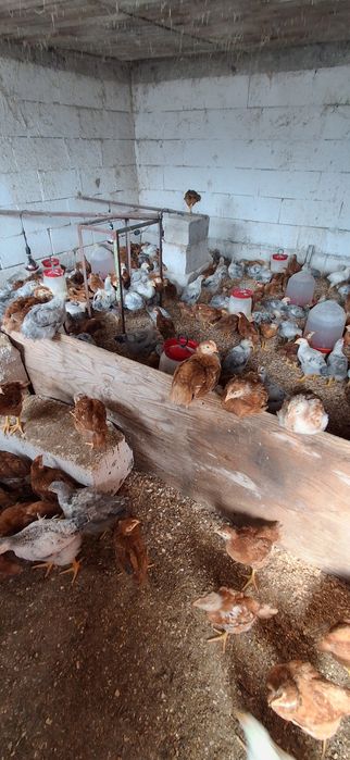 Vând pui rasa mixta