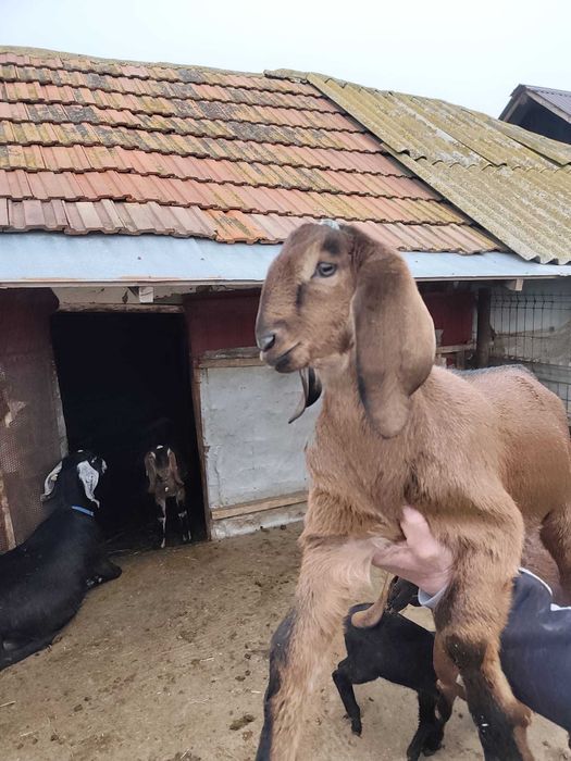 Vând Țap Anglonubian