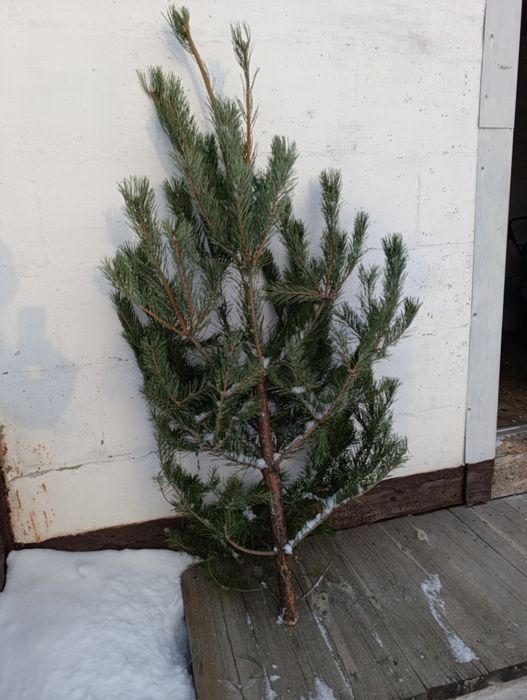 Любая ёлка 5000 доставка бесплатно после 19:00