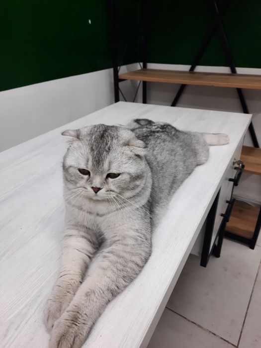 Скотч спрайт мальчик 2 месяц