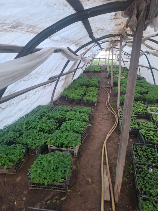 Продаем россаду