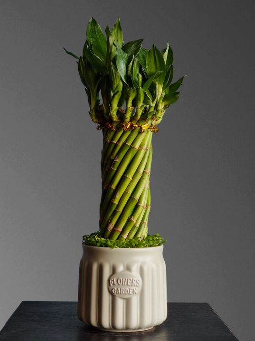 Бамбук для вашего дома и офиса орхидея орхидеи цветы гуллар