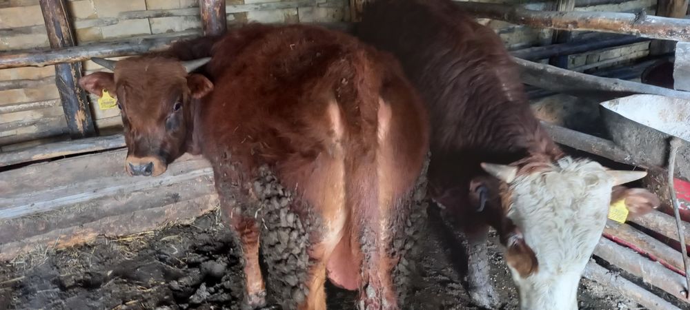 Откорм бұқалар екі бас