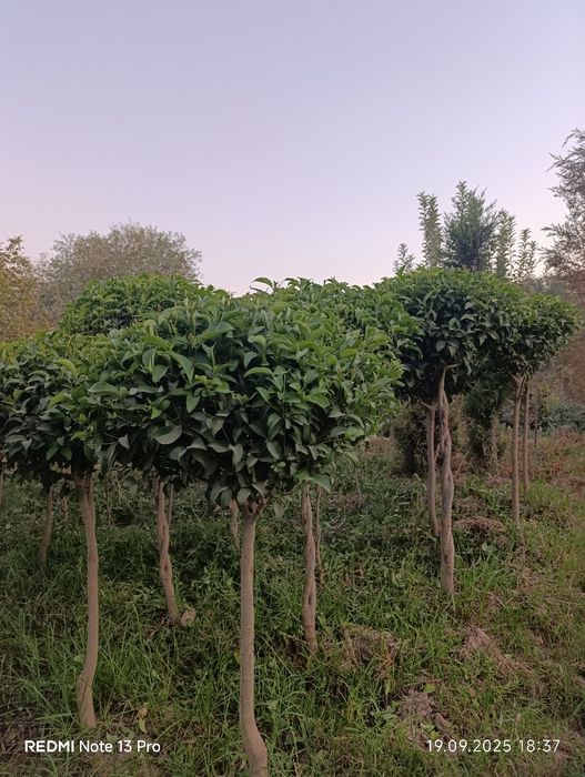 Декоративные дарахтлар