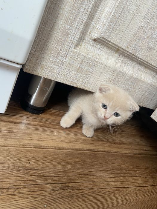 Котята Шотландцы