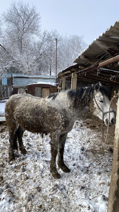 Жылқы Откорм