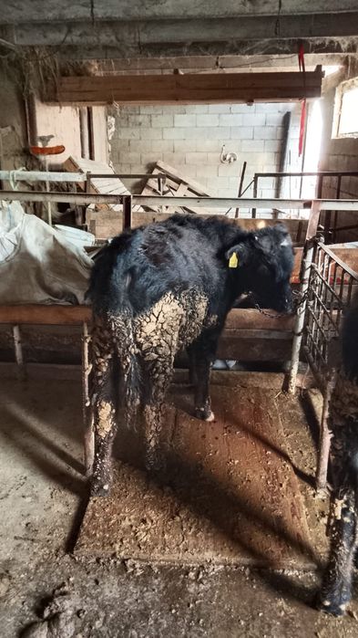 Срочна продам бычок.