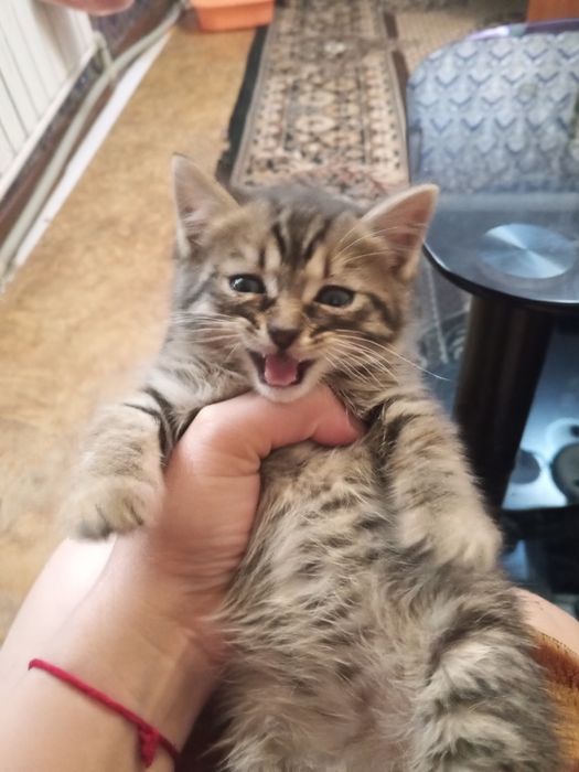 Отдам котят в добрые и любящие руки