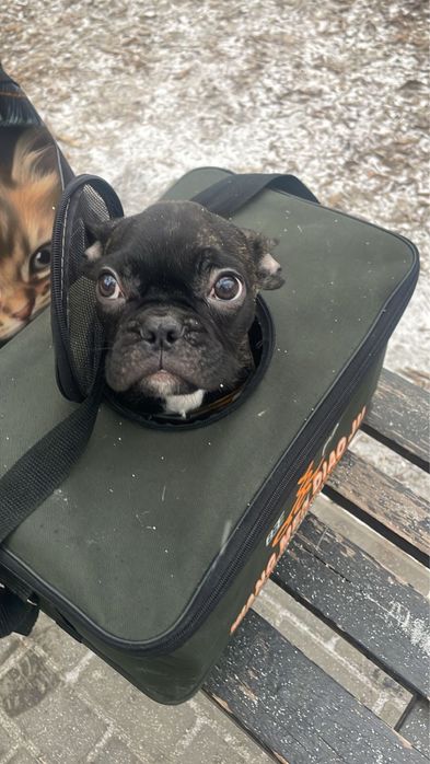 Вязка французского бульдога