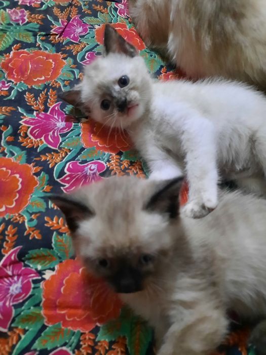Продам котят сиамские