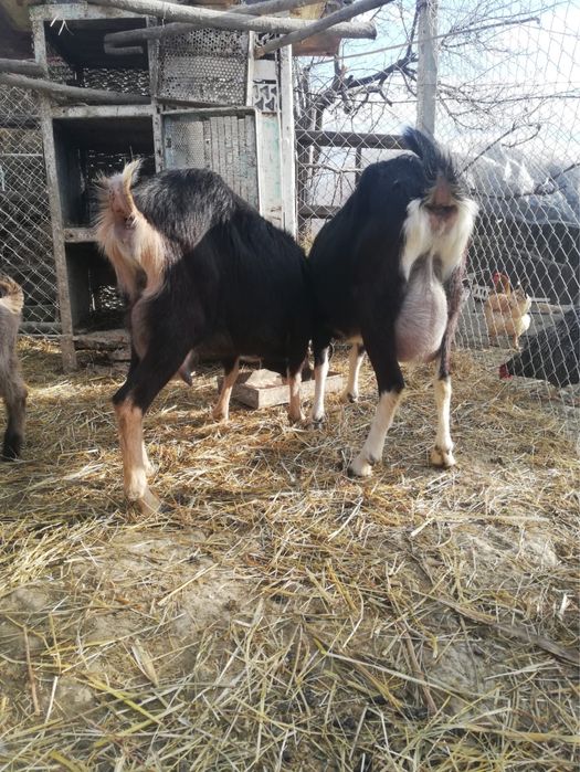 Vand alpine Elvetiene