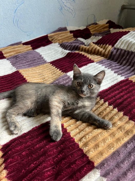 Отдам котят в добрые руки