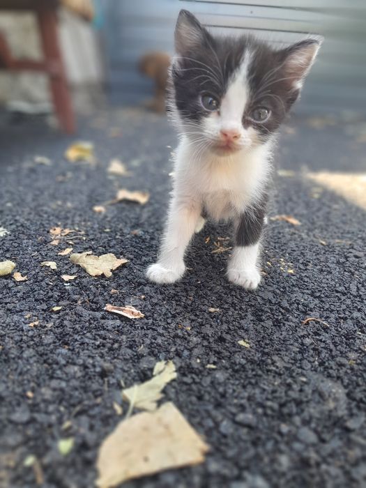 Котенок в добрые руки
