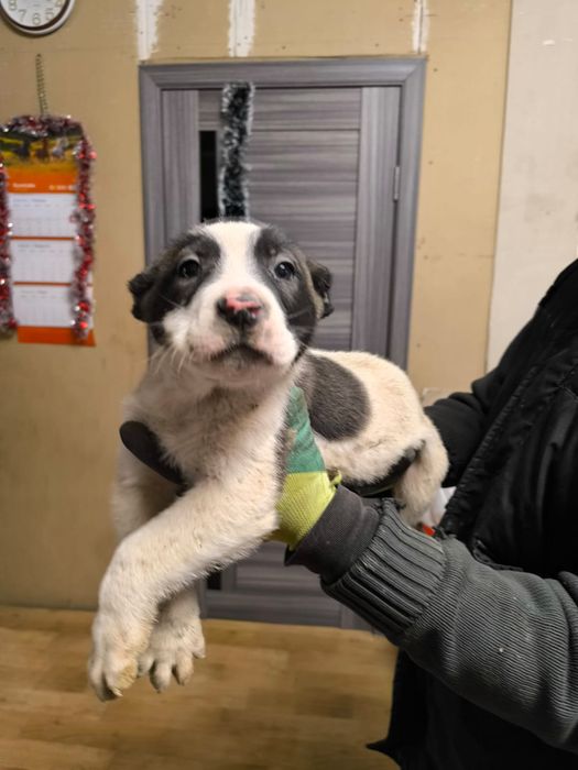 Продаю щенков Алабая